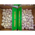 Acheter 2019 Fresh Normal Garlic